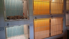 hospitalizace koček